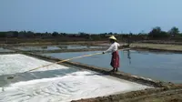 Para petani garam di Kedung Jepara memanen garam yang tahun 2017 berasa manis. (foto : Liputan6.com/edhie prayitno ige)