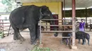 <p>Dengan tinggi sekitar dua kaki dan enam inci, anak kembar berukuran sangat kecil itu sekitar empat inci lebih pendek dari rata-rata anak gajah, kata Myo Min Aung, asisten manajer kamp tersebut. (Sai Aung MAIN / AFP)</p>