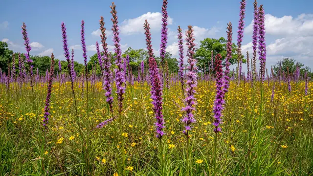 Liatris Mekar Tegak, Pilihan Menawan untuk Taman Hujan Tropis