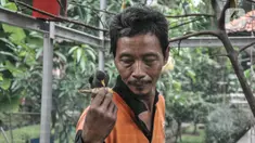 Acong (53), seorang petugas PPSU Kelurahan Klender saat memberi pakan burung yang dipelihara di halaman Kantor Kelurahan Klender, Jakarta Timur, Rabu (15/6/2022). Berawal dari hobi, Acong bersama rekan PPSU Kelurahan Klender menyulap lahan kosong menjadi sangkar burung kicau sebagai upaya mempercantik lingkungan.  (merdeka.com/Iqbal S. Nugroho)