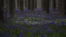 Bluebells, juga dikenal sebagai eceng gondok liar, mekar di hutan Hallerbos di Halle, Belgia, pada Senin, 17 April 2023. (AP Photo/Virginia Mayo)