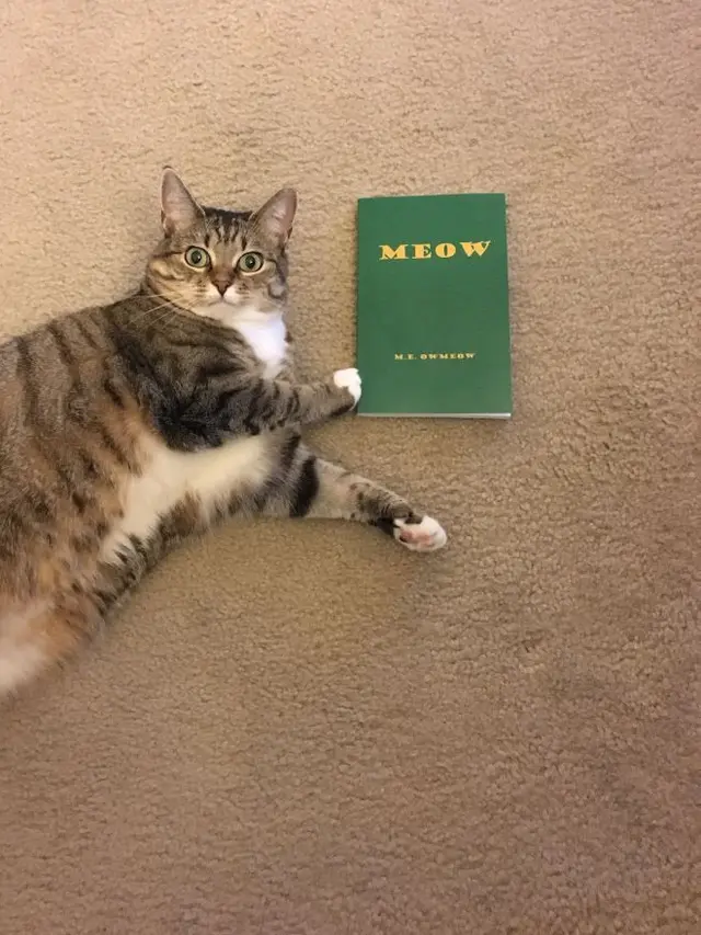 Viral Buku Tentang Kucing yang Isinya hanya Meow, Warganet Bantu Terjemahkan