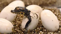 Seekor bayi buaya kerdil Afrika Barat keluar dari cangkang telurnya di taman botani Exotica Planet di Royan, Prancis, Senin (27/8). Buaya dengan nama latin Osteolaemus tetraspis ini merupakan spesies buaya terkecil yang ada. (AFP/MEHDI FEDOUACH)