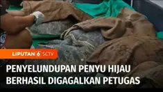 Satreskrim Polres Jembrana menggagalkan upaya penyelundupan belasan ekor penyu hijau di Bali. Satu orang tersangka ditangkap, sementara kondisi penyu memprihatinkan.