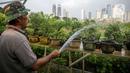 Petani menyiram tanaman di bantaran Kali Ciliwung, Petamburan, Jakarta Pusat, Senin (24/5/2021). Kelompok Mandiri Indah Tani sudah enam tahun memanfaatkan lahan bantaran Kali Ciliwung untuk bertani bersama. (Liputan6.com/Faizal Fanani)