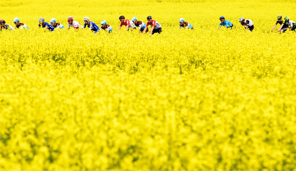 Sejumlah pembalap melintasi ladang rapeseed dengan hamparan bunga kuning saat mengikuti perlombaan Tour de Romandie UCI ProTour ke-72 di Bottens, Swiss (29/4). (Laurent Gillieron / Keystone via AP)