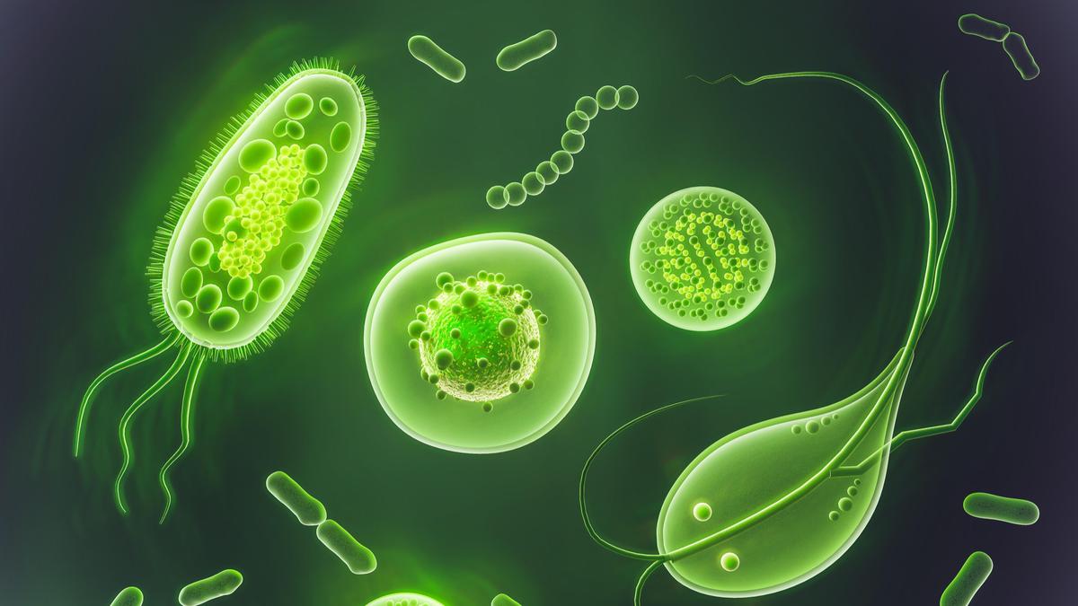 Berita Kingdom Monera Terbaru - Kabar Terbaru Hari Ini | Bola.com