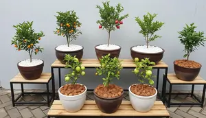 Kebun Buah Rumahan yang Bisa Jadi Sumber Penghasilan Tambahan, Raih Cuan dari Pekarangan