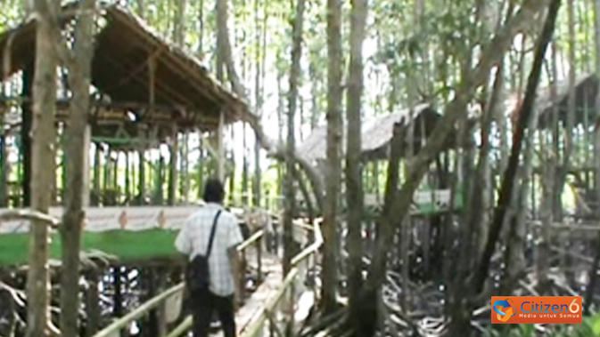 Selamatkan Hutan Mangrove Di Kuala Langsa Segera Citizen6 Liputan6 Com