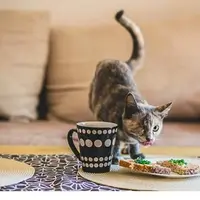 17 kucing ini memiliki fisik yang nggak sempurna.