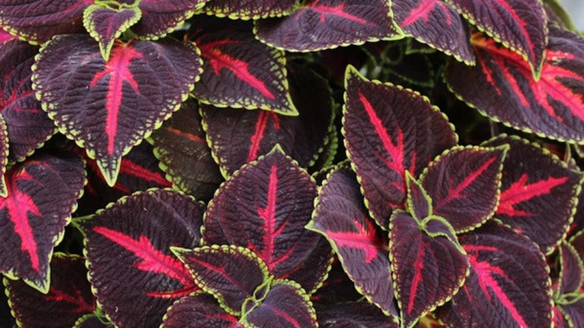 10 Tanaman Hias Indoor dengan Daun Warna Warni yang Bikin Ruangan Lebih Hidup dan Estetik