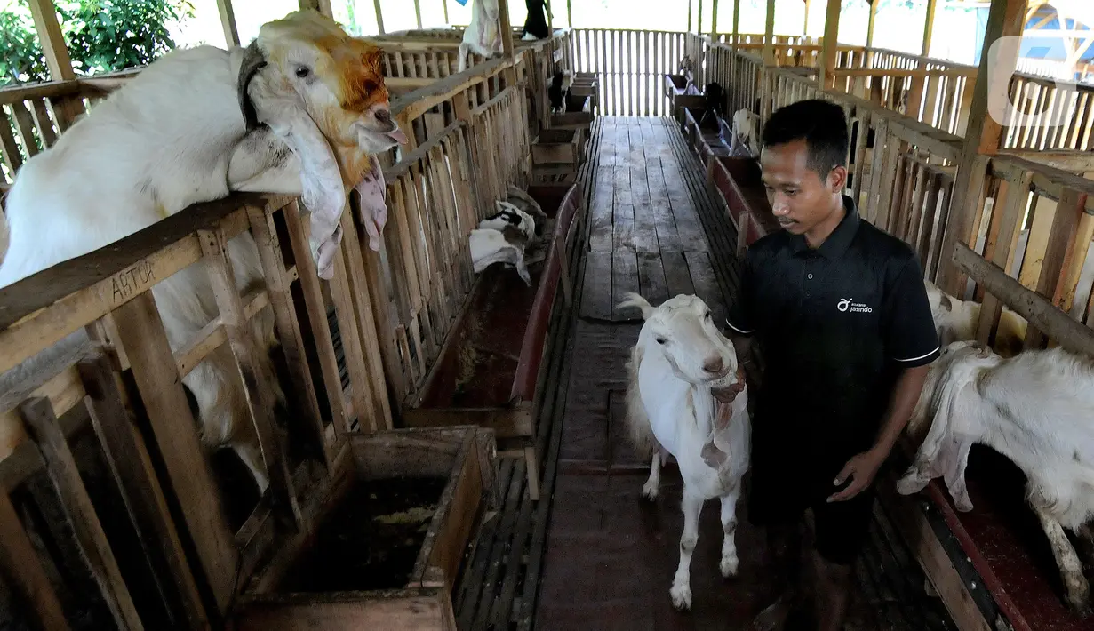 Peternak membawa kambing peranakan Etawah di Jiwanta Farm, Cibeuteng Udik, Bogor, Jawa Barat, Kamis (8/4/2021). Sejak masa pandemi, mantan pegawai sebuah perusahaan BUMN Fuad Farurahman membudidayakan kambing peranakan Etawah jenis Kaligesing dan Senduro. (merdeka.com/Arie Basuki)