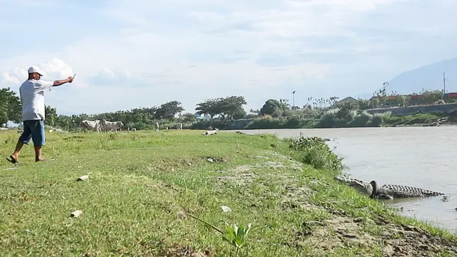 Buaya Berkalung Ban