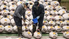 Peserta melihat tuna beku saat penjual grosir dan pembeli menghadiri lelang tuna pertama Tahun Baru di pasar ikan Toyosu di Tokyo (5/1/2023). Sejak pagi ratusan peserta lelang juga turut memeriksa kualitas daging ikan tuna tersebut. (AFP/Richard A. Brooks)