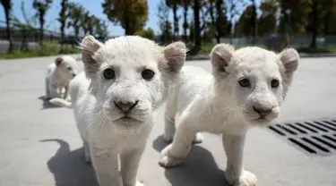 Bayi singa putih kembar tiga bermain di luar ruangan di Nantong Forest Safari Park di Kota Nantong, Provinsi Jiangsu, China, 23 April 2020. Bayi-bayi berusia hampir dua bulan itu memulai debut mereka di Nantong Forest dan mereka secara resmi akan bertemu wisatawan pada 1 Mei. (Xinhua/Xu Congjun)