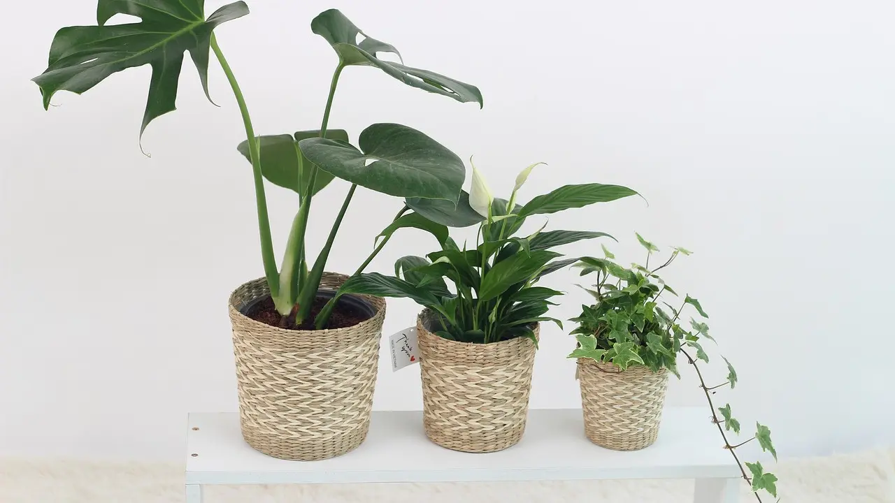 plant