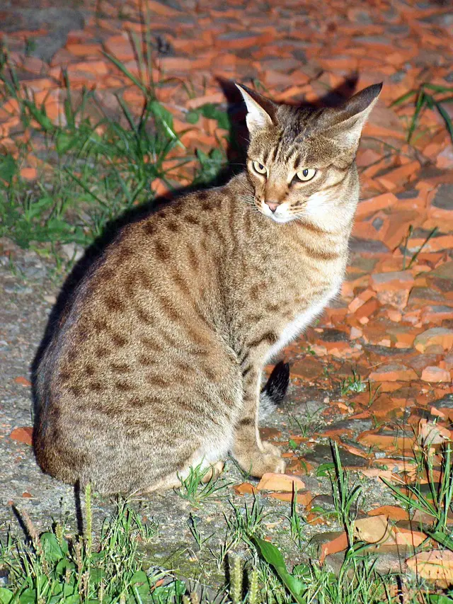 Kucing mujair (Image by Wikipedia)