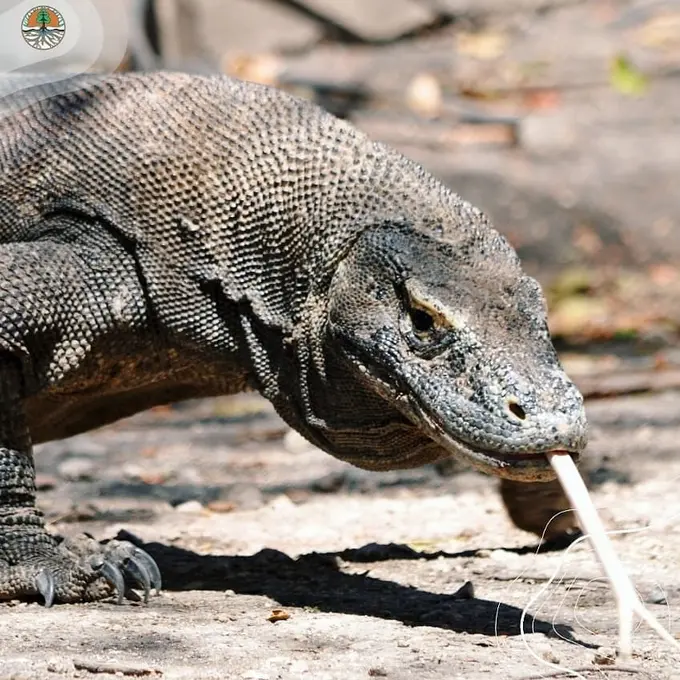 Taman Nasional Komodo