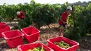 Dua pekerja memetik anggur selama musim panen pertama di kebun anggur di Fitou, Prancis (7/8). (AFP Photo/Raymond Roig)