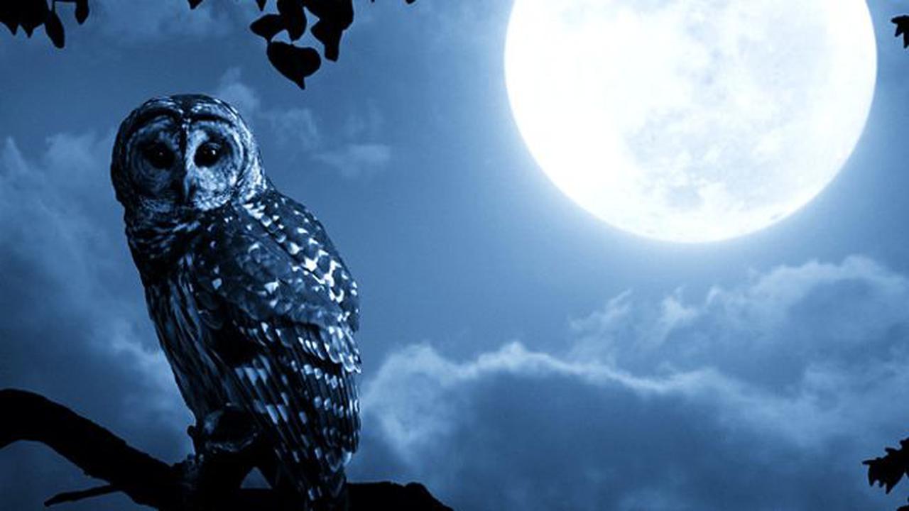 Teror Burung Hantu Serang Warga di Belanda