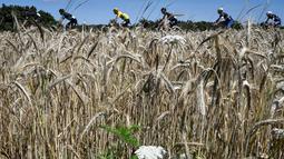 Para pebalap beraksi di Etape 14 Tour de France berjarak 208,5 km antara Montelimar dan Villars-les-Dombes Parc des Oiseaux, Prancis, (16/7/2016). (AFP/Jeff Pachoud)
