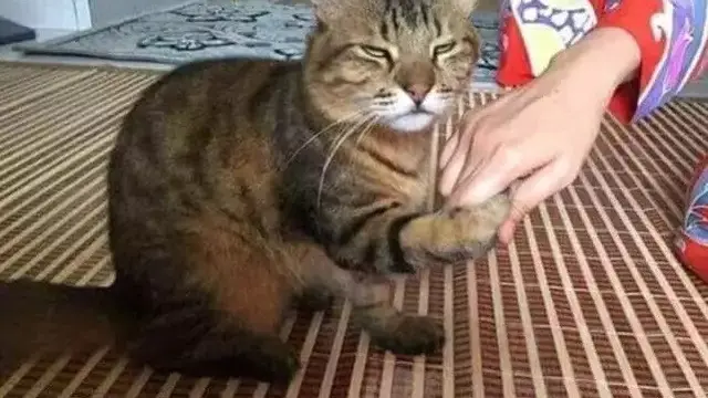 Kucing ikut Lebaran