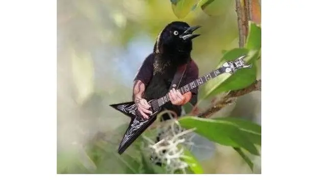 6 Editan Foto Burung dan Manusia Ini Enggak Habis Pikir, Absurd Maksimal