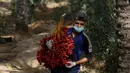 Seorang buruh tani membawa kurma di sebuah ladang di Deir el-Balah, Jalur Gaza pada 1 Oktober 2020. Musim panen kurma biasanya dimulai awal Oktober, setelah musim hujan pertama. (AP Photo/Adel Hana)