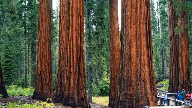 Pantai Redwood (Sequoia sempervirens)