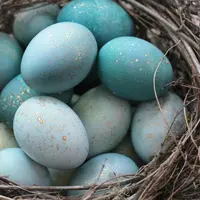 Telur paskah. (Via: honestlyyum.com)