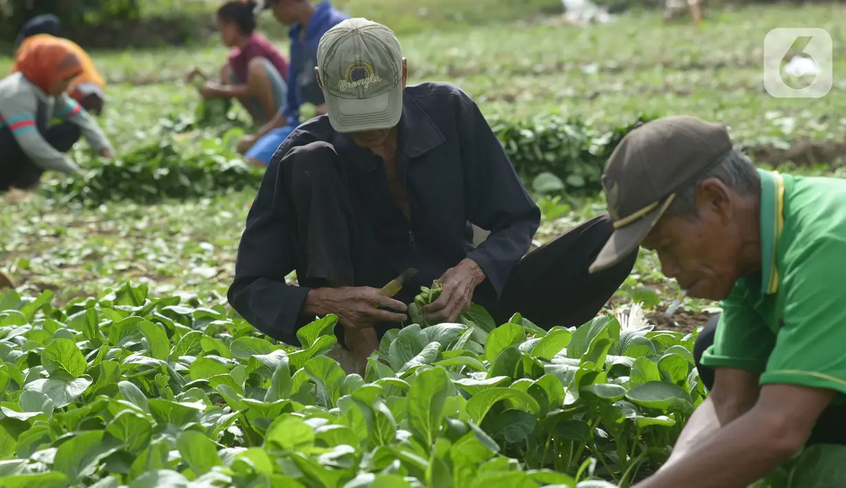 Petani memanen sawi di Para Meter Utara Desa Selapajang, Tangerang Banten, Selasa (23/11/2021). Petani menjualnya satu gabuk  isi 20 ikat dengan harga Rp 60 ribu rupiah ke pasar induk Tangerang. (merdeka.com/Imam Buhori)