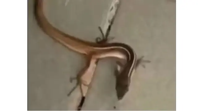 Viral Penampakan Misterius 'Ular Berkaki', Bikin Netizen Geleng Kepala