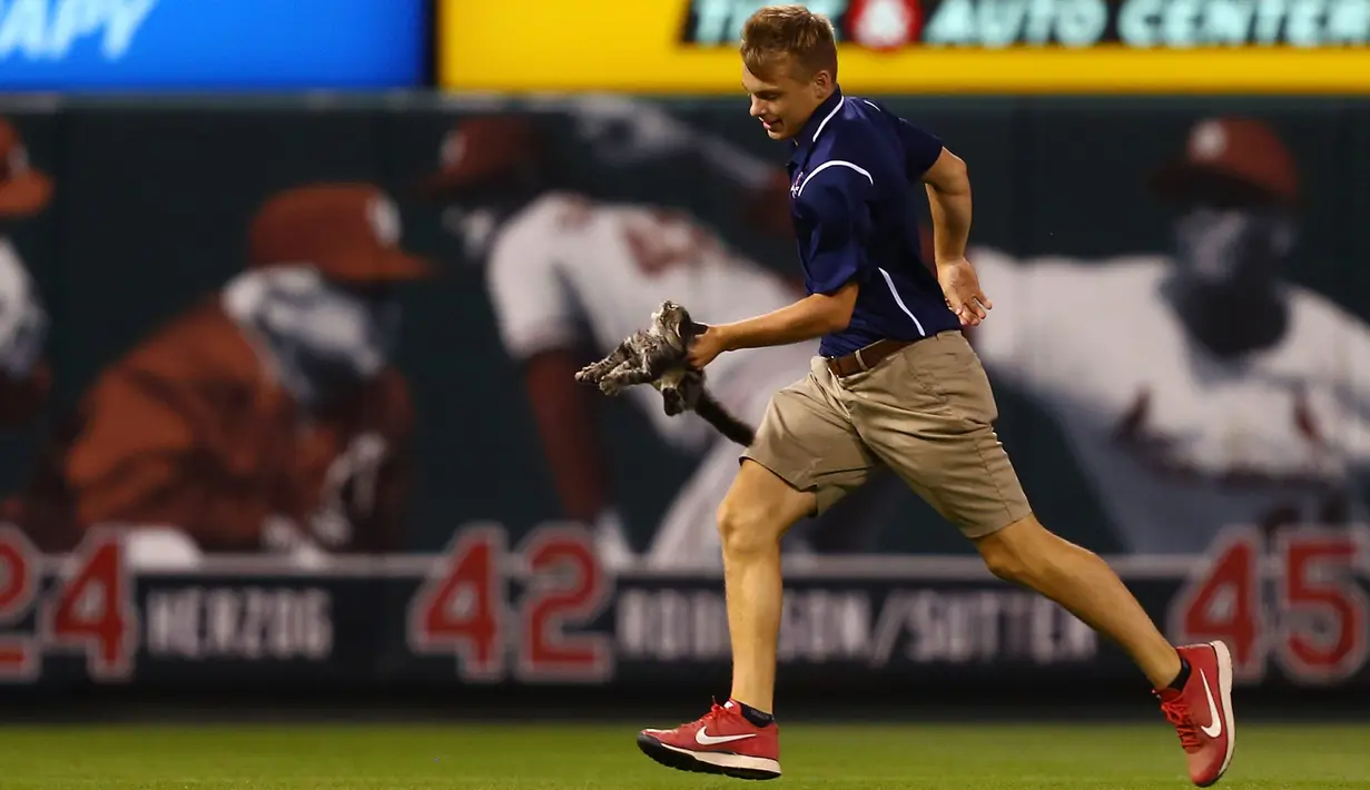 Seorang anggota kru St. Louis Cardinals memindahkan anak kucing dari lapangan keenam inning saat pertandingan melawan Kansas City Royals di Stadion Busch di St. Louis, Missouri (9/8). (Dilip Vishwanat / Getty Images / AFP)