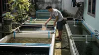 6 Tips Usaha Ternak Ikan Modal Rp 1 Juta, Strategi Cepat Panen dan Untung
