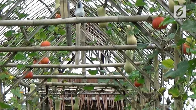 VIDEO: Inovasi Lorong Labu, Manfaatkan Lahan Sempit