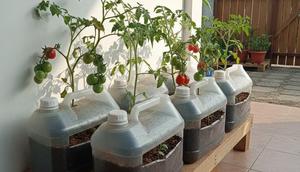 Jerigen Minyak Goreng untuk Tanam Tomat merupakan salah satu ide kebun tomat di teras sederhana pakai wadah bekas (Gemini AI)