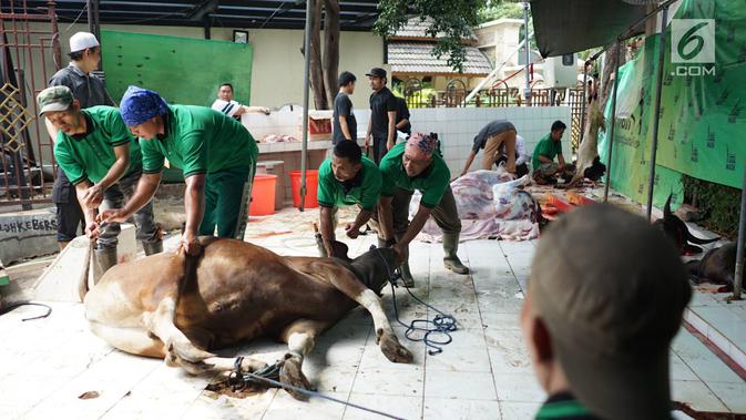 Petugas bersiap menyembelih sapi yang dikurbankan pada Idul Adha 1440 H di halaman Masjid Sunda Kelapa, Jakarta, Minggu (11/8/2019). Setiap tahun, Masjid Sunda Kelapa rutin melakukan penyembelihan hewan kurban yang berasal dari masyarakat. (Liputan6.com/Immanuel Antonius)