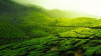 ilustrasi kebun teh  (sumber: Pixabay)