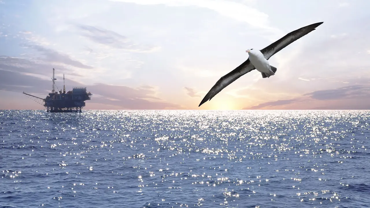 Albatros, Burung yang Menginspirasi Bentuk Pesawat 