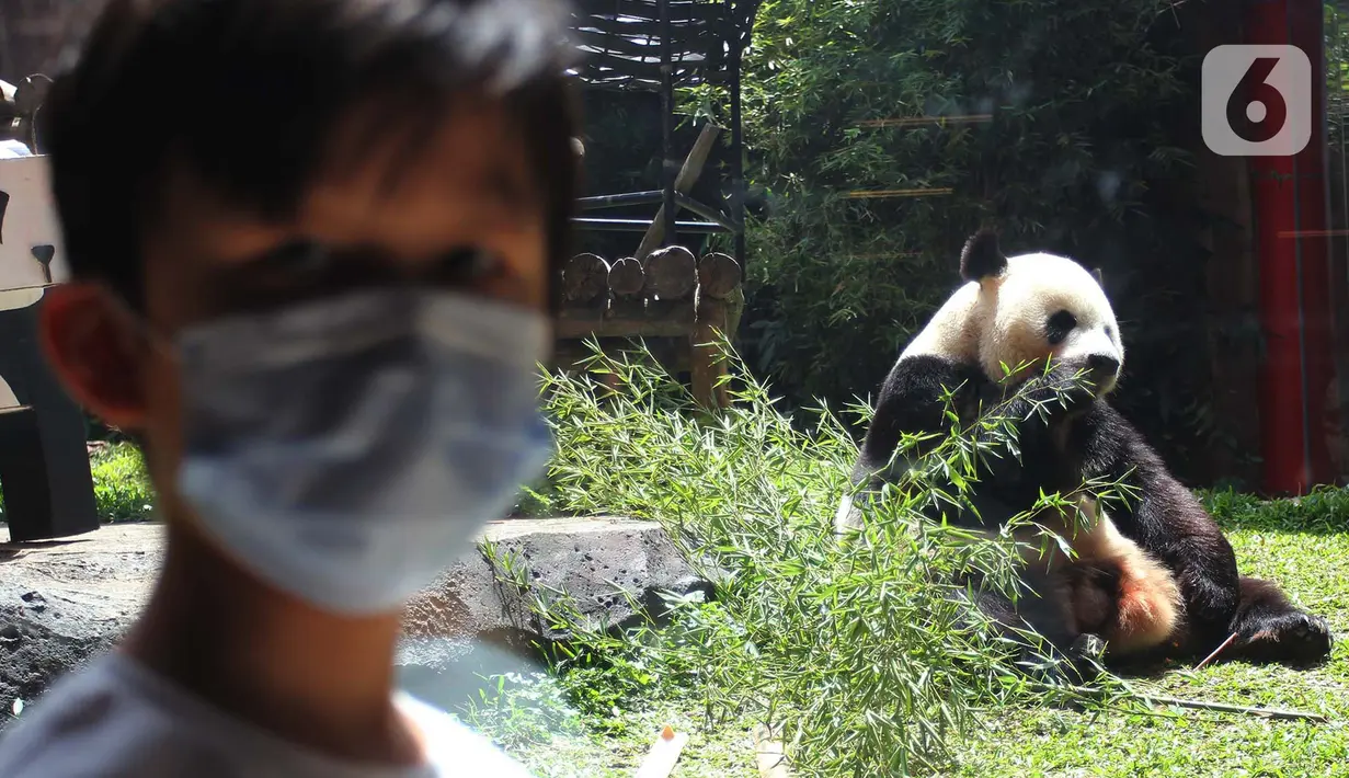 Tingkah giant panda di Istana Panda Taman Safari Indonesia, Cisarua, Kabupaten Bogor, Jawa Barat, Sabtu (26/9/2020). Kunjungan wisatawan ke kawasan wisata Puncak dan sekitarnya turun 40-50 persen akibat terdampak pandemi COVID-19 dan PSBB DKI Jakarta. (merdeka.com/Arie Basuki)