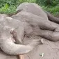Gajah rahman yang merupakan binaan Taman Nasional Tesso Nilo ditemukan mati tanpa gading karena perburuan. (Liputan6.com/Istimewa)