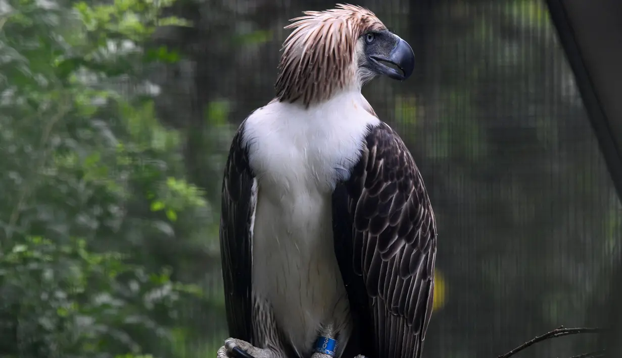 Seekor elang jantan Filipina bernama Geothermica terlihat di Jurong Bird Park, Singapura, Rabu (27/11/2019).  Peminjaman elang langka Filipina ini sebagai bagian dari perayaan 50 tahun hubungan diplomatik antara kedua negara. (AFP Roslan Rahman)