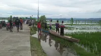 Ada sepanjang 1 kilometer wilayah persawahan di Gorontalo yang terendam banjir bandang. Di balik itu, sebagian warga mendulang berkah. (Liputan6.com/Aldiansyah Mochammad Fachrurrozy)