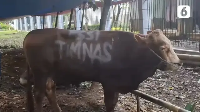 Kurban Sapi PSSI dan Timnas Indonesia