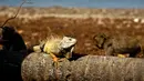 Monyet berjalan di belakang iguana yang berjemur di Cayo Santiago, yang dikenal sebagai Pulau Monyet, di Puerto Rico, 4 Oktober 2017. Tempat ini dipergunakan sebagai daerah penelitian oleh banyak universitas atau badan pemerintah. (AP/Ramon Espinosa)