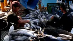 Aktivitas bongkar muat ikan di Pelabuhan Muara Baru, Jakarta, Selasa (22/9/2015). Nelayan mengeluh mahalnya BBM dan Peraturan Menteri No. 2/2015 tentang larangan penggunaan pukat hela dan pukat tarik membuat nelayan merugi. (Liputan6.com/Angga Yuniar) 