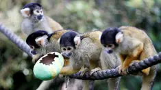 Monyet tupai berbaris saat diberi makan dengan wadah dari telur Paskah yang terbuat dari bubur kertas selama pemotretan di ZSL London Zoo di London, Inggris (18/4). Kebun binatang ZSL London menghadiahkan hewan-hewan peliharaannya makanan dalam kemasan telur Paskah. (Reuters/Peter Nicholls)