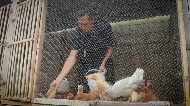 Peternakan ayam kampung yang dikelola Aiptu Marjoko, anggota Polres Pemalang. (Foto: Liputan6.com/Humas Polres Pemalang)