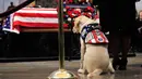 Sully, anjing mendiang George H.W. Bush memberikan penghormatan kepada sang tuan di Gedung Capitol, Washington, Senin (3/12). Sully diberikan kepada Bush sebagai hadiah pada Juni lalu setelah istrinya, Barbara, meninggal dunia. (AP/Manuel Balce Ceneta)