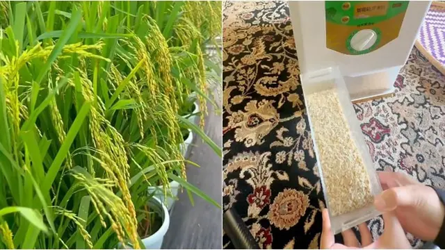 Wanita Ini Tanam Padi di Halaman Pakai Pot, Selalu Hasilkan 3,4 Kg Beras